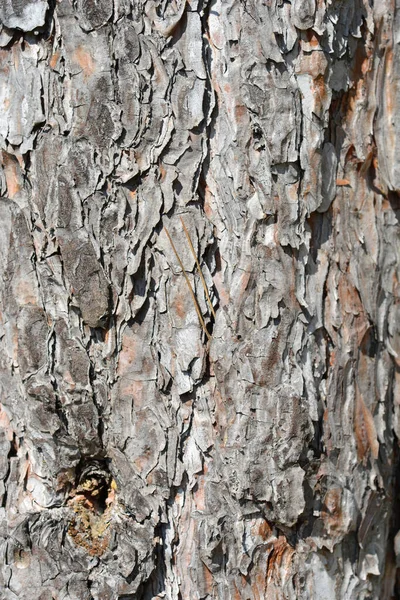 Кора Черной Сосны Латинское Название Pinus Nigra — стоковое фото