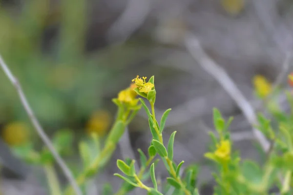 Spiny Spurge Kis Virág Latin Név Euphorbia Spinosa — Stock Fotó