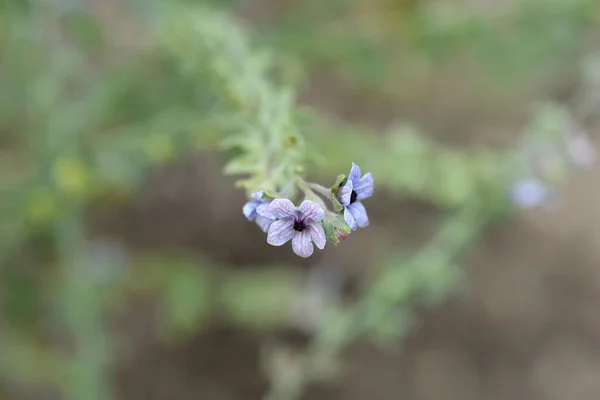 Cretano Blue Hounds Língua Flor Nome Latino Cynoglossum Creticum — Fotografia de Stock