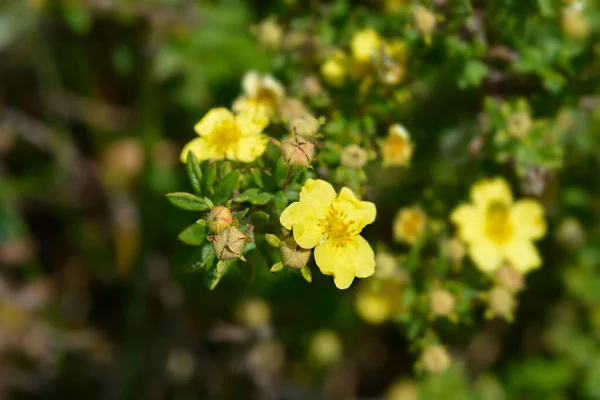 Flor Cinquefoil Arbustivo Amarelo Nome Latino Potentilla Fruticosa — Fotografia de Stock