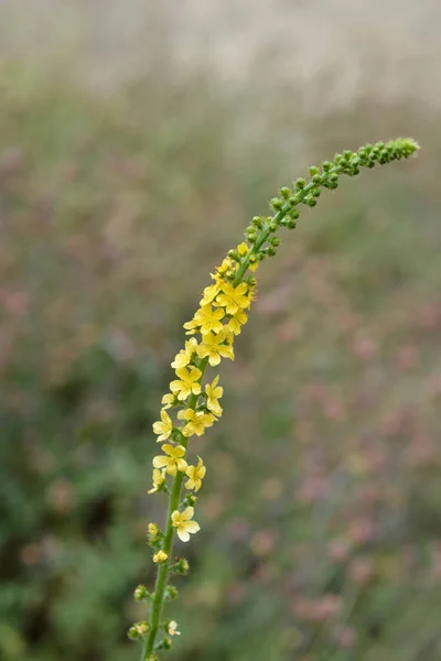 Rolnictwo Zwyczajne Nazwa Łacińska Agrimonia Eupatoria — Zdjęcie stockowe