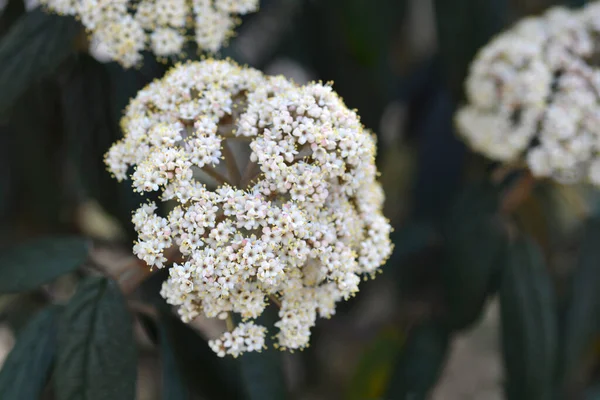 Rynkiga Viburnum Blommor Latinskt Namn Viburnum Rhytidophyllum — Stockfoto