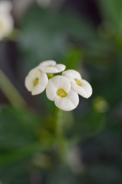 Beyaz Hristiyanlar dikenli çiçekler - Latince adı - Euphorbia milii