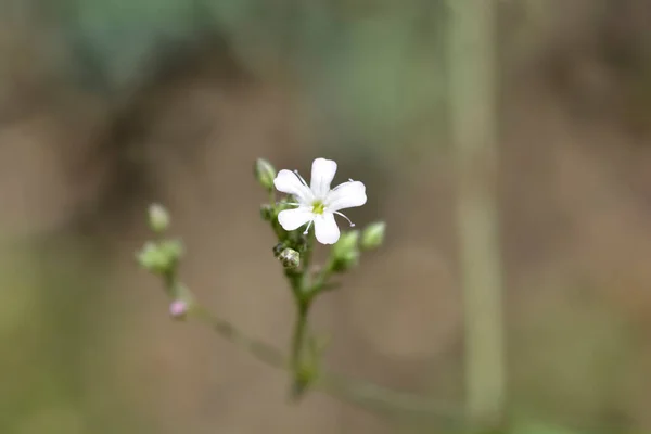 Babys Oddech Małe Kwiaty Łacińska Nazwa Gypsophila Paniculata — Zdjęcie stockowe