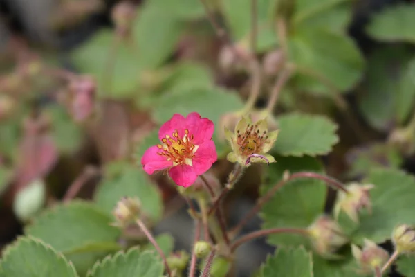 Erdbeer Panda Lateinischer Name Fragaria Ananassa — Stockfoto