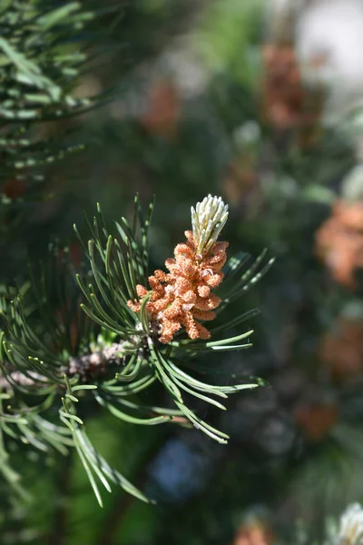 Πεύκο Του Βουνού Νάνος Λατινικό Όνομα Pinus Mugo — Φωτογραφία Αρχείου