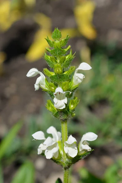 Selfheal Bigflower Branco Nome Latino Prunella Grandiflora Alba — Fotografia de Stock