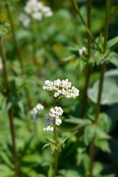 Obecný Květ Kozlíku Latinský Název Valeriana Officinalis — Stock fotografie