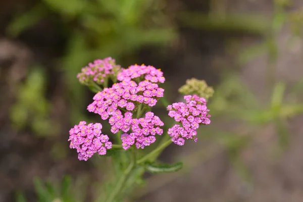 Summer Pastels Yarrow Latin Name Achillea Millefolium Summer Pastels — Stock Photo, Image