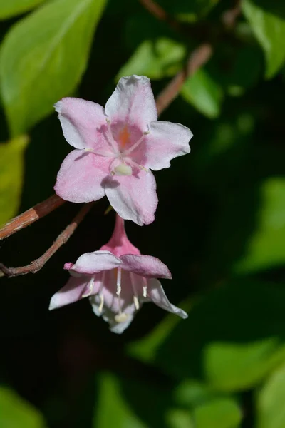 Staromodna Weigela Łacińska Nazwa Weigela Florida — Zdjęcie stockowe