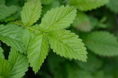 Genel tarım yaprakları - Latince adı - Agrimonia Eupatoria