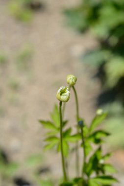 Cutleaf şakayığı - Latince adı - Anemone multifida