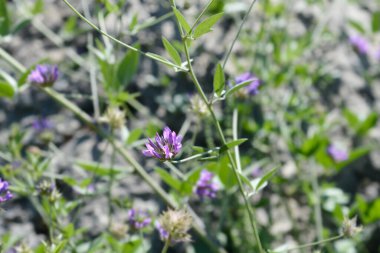 Bitumen trefoil çiçeği - Latince adı - Bituminaria bituminosa