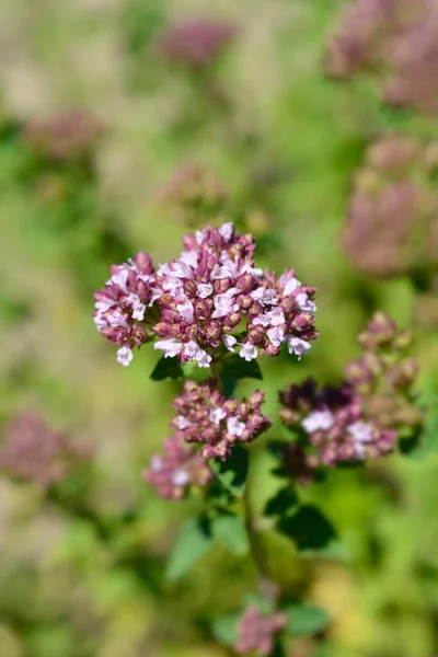 Közönséges Majoránna Latin Név Origanum Vulgare — Stock Fotó