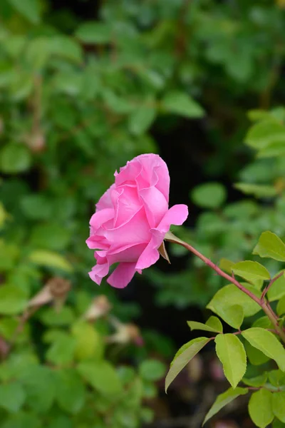 Mccartney Rose Łacińska Nazwa Rosa Mccartney Rose — Zdjęcie stockowe