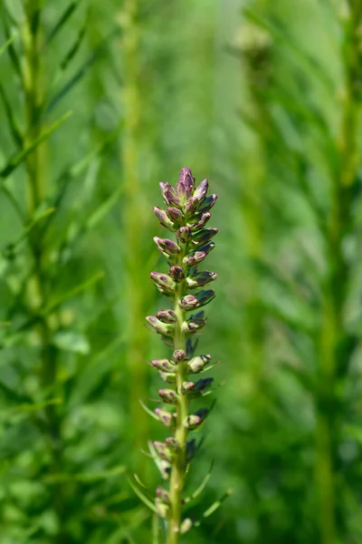 September Glory Gayfeather Latin Name Liatris Scariosa September Glory — Stock Photo, Image