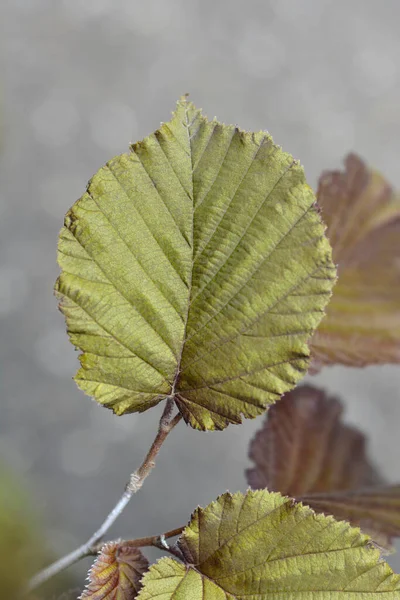 Fioletowo Liściaste Liście Nazwa Łacińska Corylus Maxima Purpurea — Zdjęcie stockowe