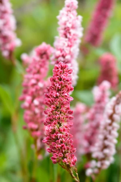 Fleece Flower Latin Name Persicaria Affinis Bistorta Affinis — Stock Photo, Image