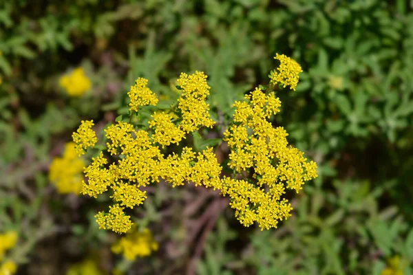 Italian Alyssum Latin Name Alyssum Argenteum — Stock Photo, Image