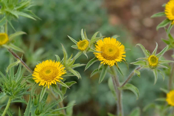 Spiny Starwort Yellow Flower Латинское Название Pallenis Spinosa — стоковое фото