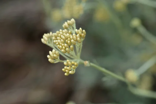 Итальянские Вечно Желтые Цветочные Почки Латинское Название Helichrysum Felicum — стоковое фото