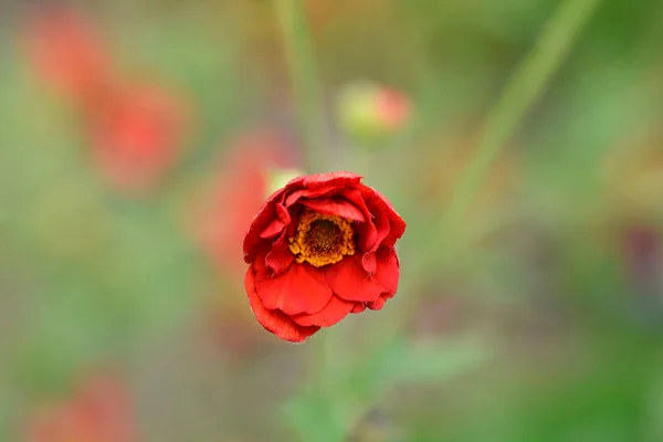 Avens Mrs Bradshaw Nombre Latín Geum Chiloense Mrs Bradshaw — Foto de Stock