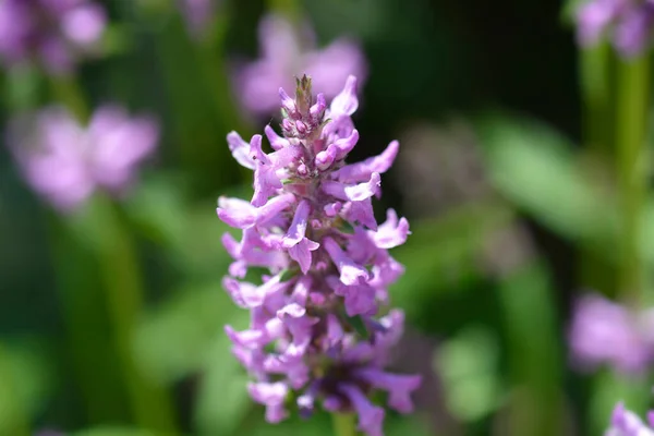 Betonía Púrpura Nombre Latino Stachys Officinalis Betonica Officinalis — Foto de Stock