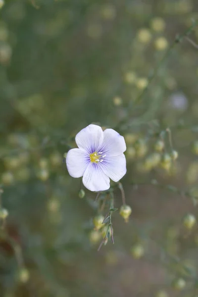 Trvalý Květ Lnu Latinské Jméno Linum Perenne — Stock fotografie