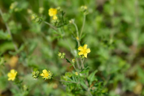 Hoary Cinquefoil Latin Név Potentilla Argentea — Stock Fotó