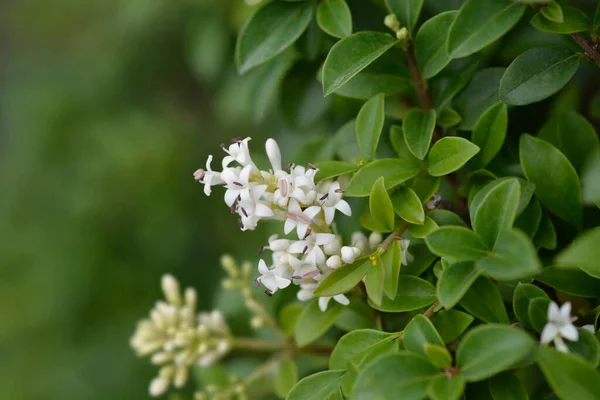 Delavay Privet Latinské Jméno Ligustrum Delavayanum — Stock fotografie