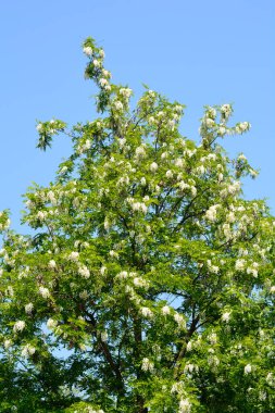 Siyah çekirge - Latince adı - Robinia psödoacia