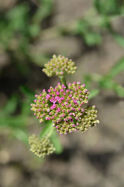 Verano Pasteles Yarrow Nombre Latino Achillea Millefolium Verano Pasteles — Foto de Stock