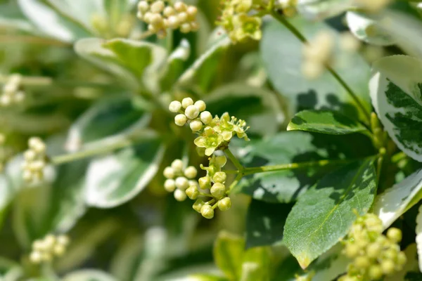 Wintercreeper Emerald Gaiety Łacińska Nazwa Euonymus Fortunei Emerald Gaiety — Zdjęcie stockowe