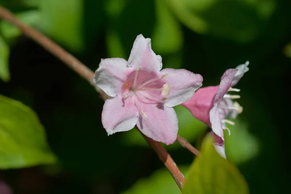 Weigela Antiquada Nome Latino Weigela Florida — Fotografia de Stock