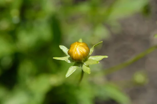 Csillagjegymag Narancs Virágbimbó Latin Név Coreopsis Pubescens — Stock Fotó