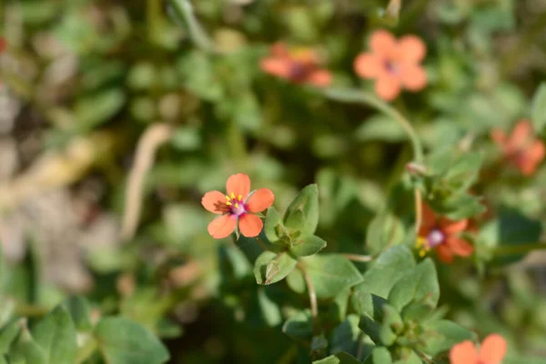 Pimpernel Szkarłatny Nazwa Łacińska Anagallis Arvensis Lysimachia Arvensis — Zdjęcie stockowe