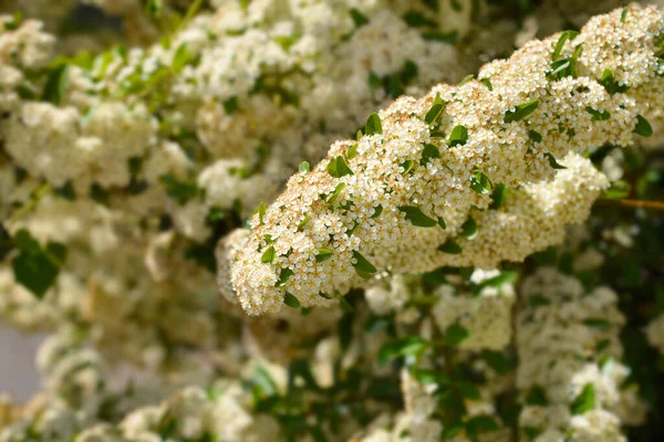 Flores Espinheiro Escarlate Nome Latino Pyracantha Coccinea — Fotografia de Stock