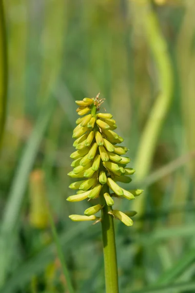 Piros Forró Póker Virág Latin Név Kniphofia Uvaria — Stock Fotó