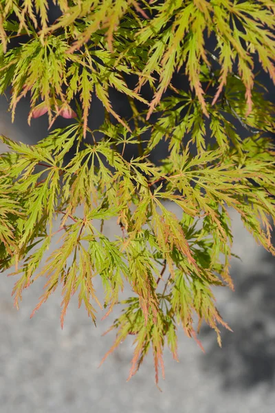 Érable Japonais Viridis Nom Latin Acer Palmatum Dissectum Viridis — Photo