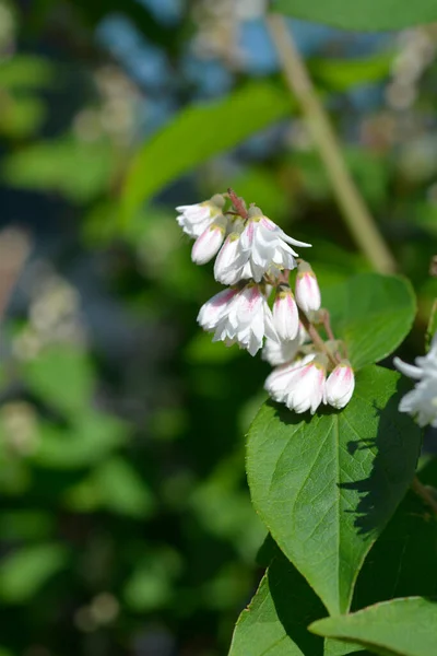 Fuzy Deutzia Flore Pleno ラテン語名 ドイツ語Scabra Flore Pleno — ストック写真