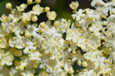 Siyah Elder çiçekleri - Latince adı - Sambucus nigra