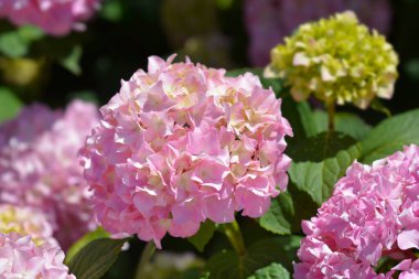 Fransız ortancası - Latince adı - Hydrangea makrophylla