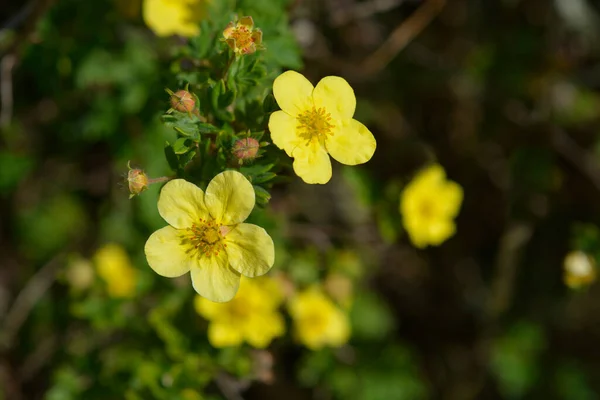Fleur Cinquefoil Arbustif Jaune Nom Latin Potentilla Fruticosa — Photo