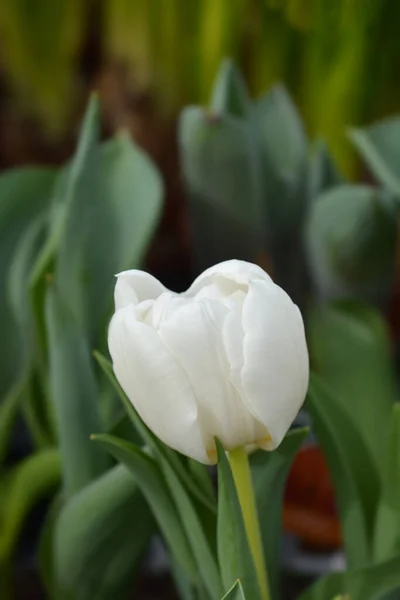 Tulpan Vit Baby Latinskt Namn Tulipa Vit Baby — Stockfoto