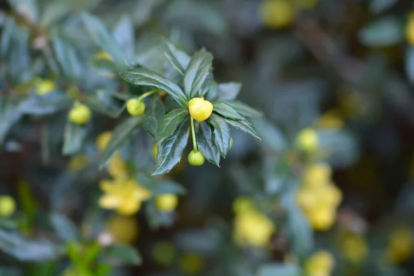 Barberry Inverno Nome Latino Berberis Julianae — Fotografia de Stock