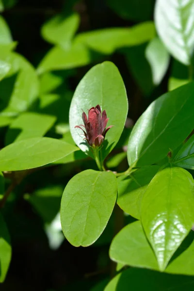 Carolina Ziele Angielskie Kwiat Łacińska Nazwa Calycanthus Floridus — Zdjęcie stockowe