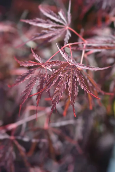 Japon Maple Garnet Latince Adı Acer Palmatum Disectum Garnet — Stok fotoğraf