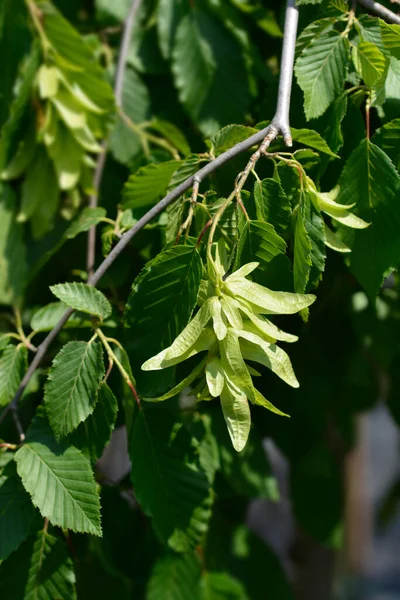 Weeping Hornbeam Latin Name Carpinus Betulus Pendula — Stock Photo, Image