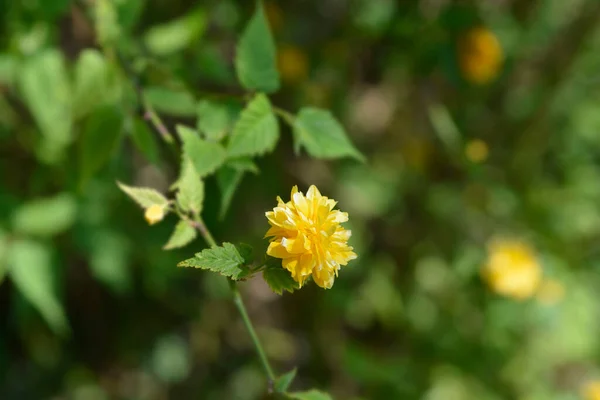Японская Роза Двойным Цветком Латинское Название Kerria Japonica Pleniflora — стоковое фото