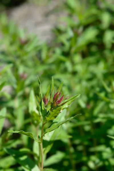 Wieczór Wąskolistny Pączek Kwiatu Róży Łacińska Nazwa Oenothera Fruticosa — Zdjęcie stockowe